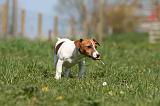 JACK RUSSEL 091